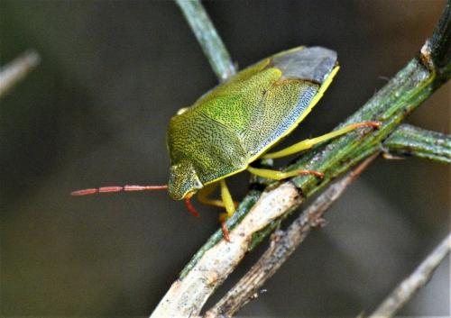 Réf. 179 804 : Piezodorus lituratus